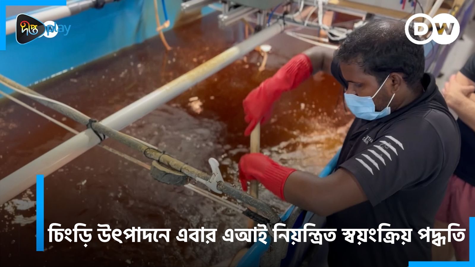 Chingri Utpadon Ebar AI Niyontrito Shoyonkriyo Poddhoti | DW Documentary