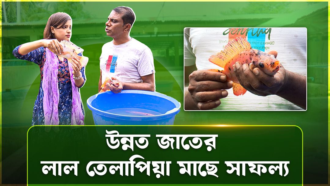 Deepto Krishi | Episode 1584